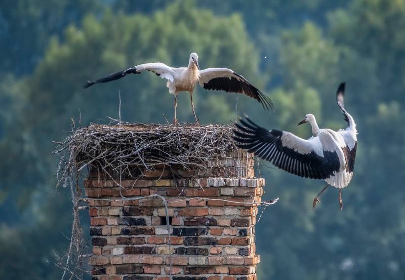 Expert Chimney Animal Removal in Riva, MD Professional Chimney Animal Removal Services in Riva, Maryland